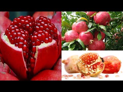 Video Lợi ích sức khỏe của vỏ quả lựu ít người biết - youtube