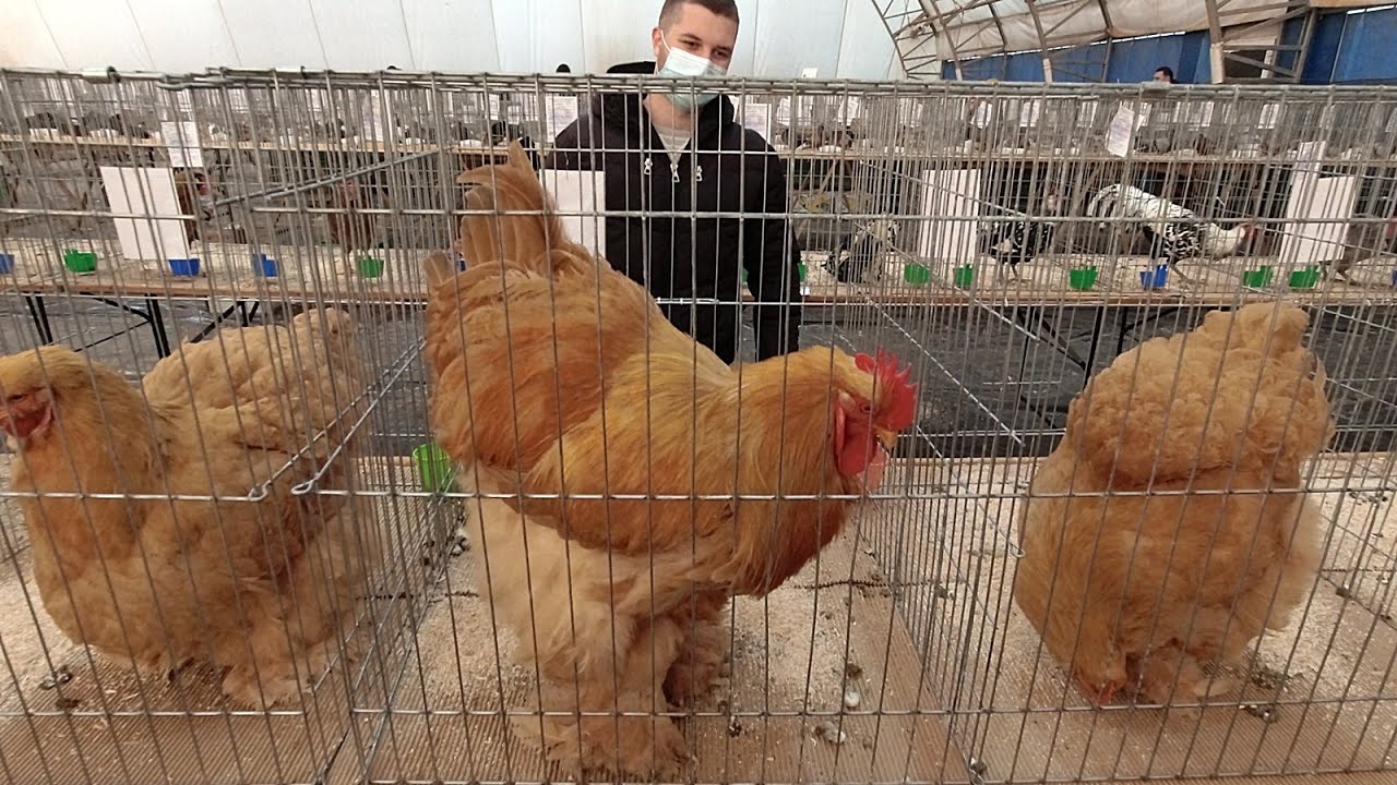 CELE MAI MARI GAINI PE CARE LE - AM VAZUT, AM RAMAS IMPRESIONATI LA EXPOZITIA DE PASARI - PLOIESTI.