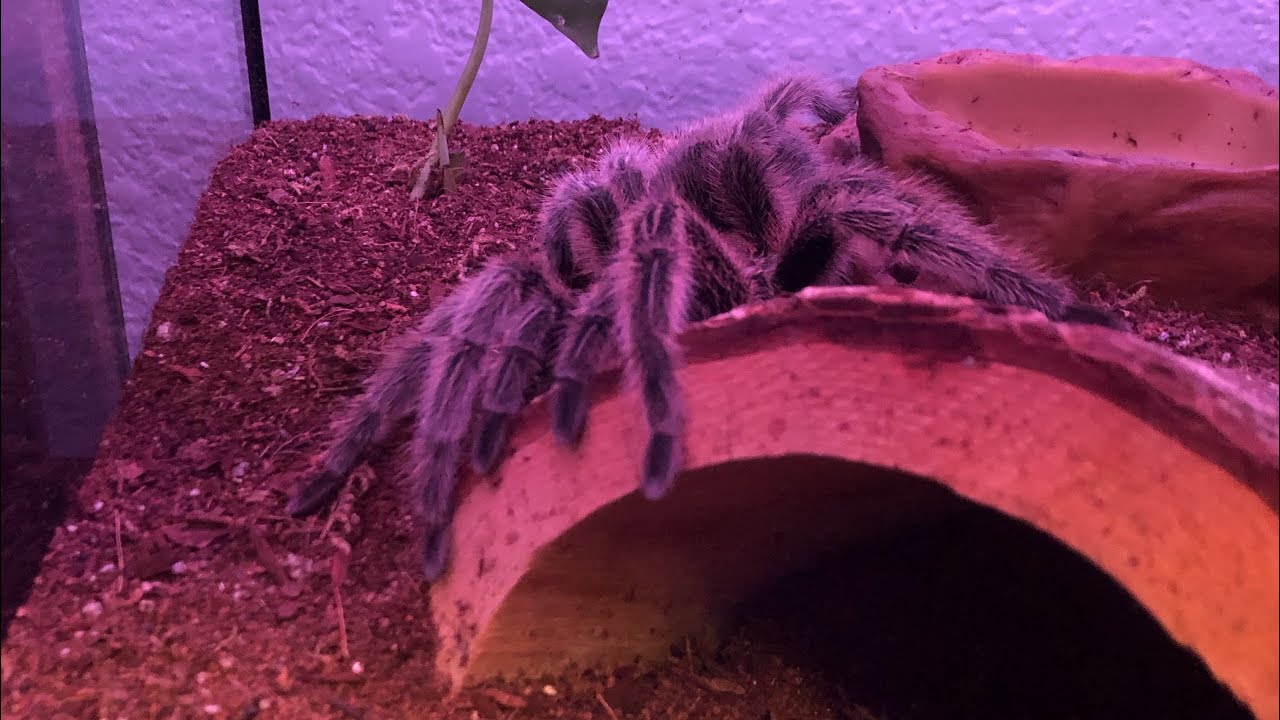 Threat posture?!? from my new Rose Hair Lola