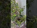 Rosalinda garden 6