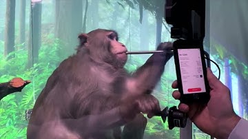 A monkey is literally playing a video game telepathically using a brain chip!! #Elonmusk #Neuralink