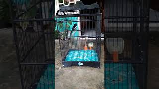 Kacer gacor Lubuklinggau