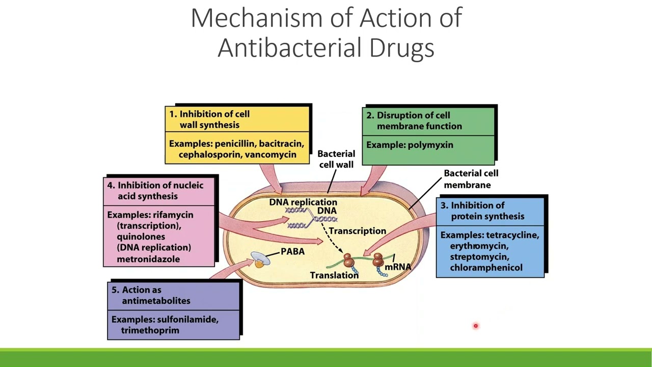 CAC Chapter 14 Antimicrobial Drugs