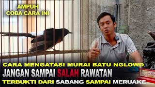 Cara mengatasi Murai Batu Nglowo. Jangan sampai salah rawatan bisa Fatal (Jon Murai) PCS KICAU