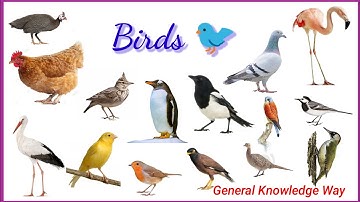 Birds names with picture kids knowledge| General knowledge way