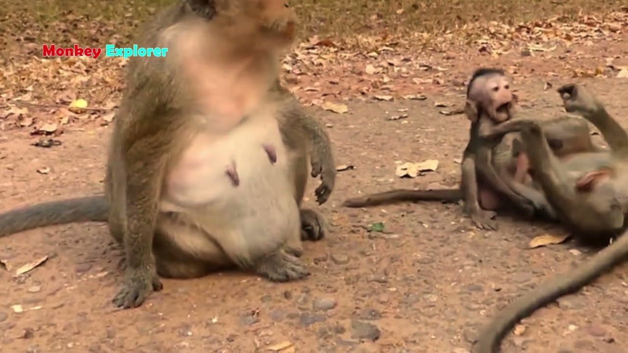 Oldie queen mother Daisy so angry grabbing and biting baby Dante crying tantrum to wean milk.