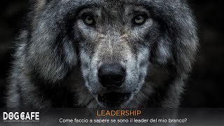 LEADERSHIP: Come faccio a sapere se sono il leader del mio branco?