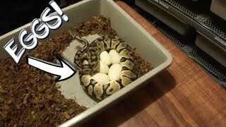 Removing ball python eggs from snake and setting them up for incubation