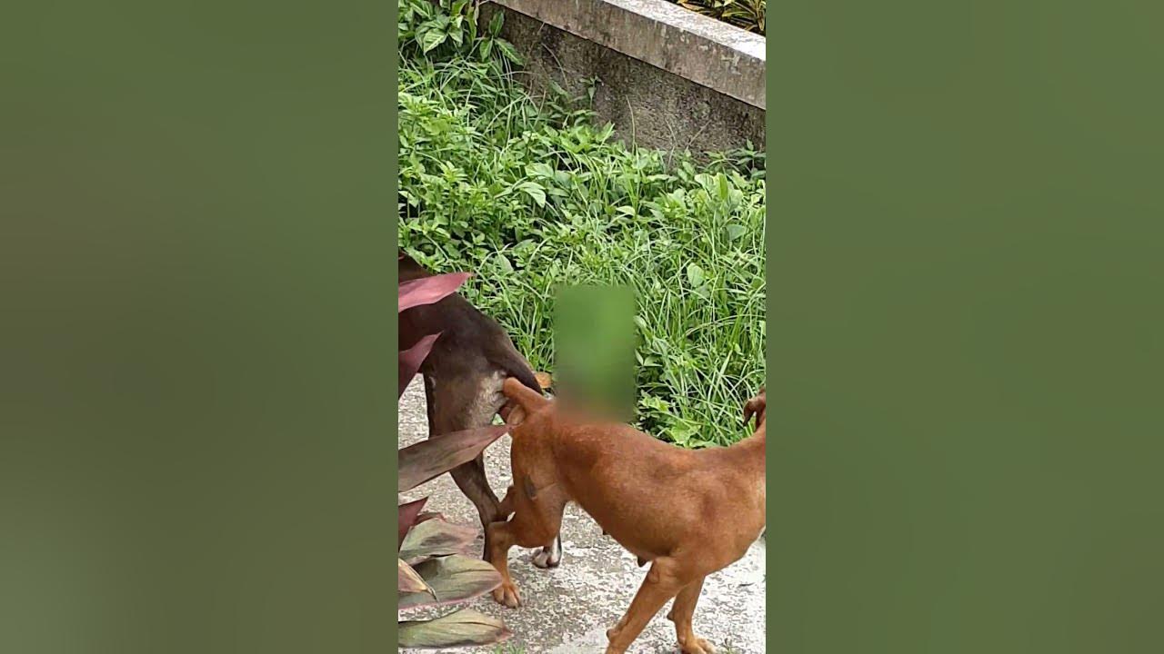 Why dogs get "stuck" together during mating. YouTube