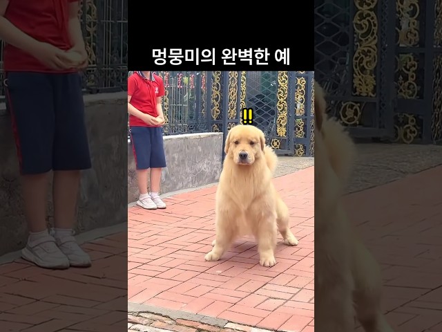 "없다구!!!" 골댕이는 다 사랑받는 이유가 있구나