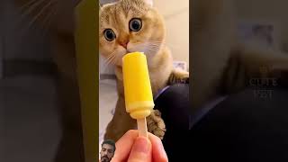 Funny cat videos kitty #kitten #cat #pets #cute #cutecat #meow #catblogger #kitty #mycat #catlaughs