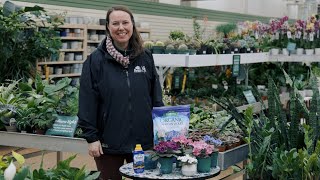 Peti African Violet Spotlight How To Grow, Propagate, & Care For Violets