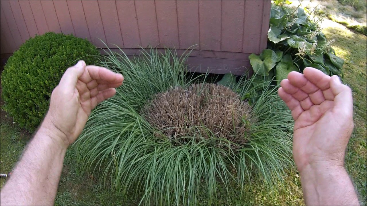 Does Ornamental Grass Go Dormant?