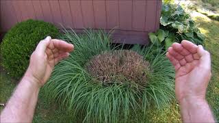 WHY IS: Ornamental grass brown in middle