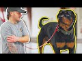 CAN I TRAIN THIS POWERFUL STUBBORN ROTTWEILER?!