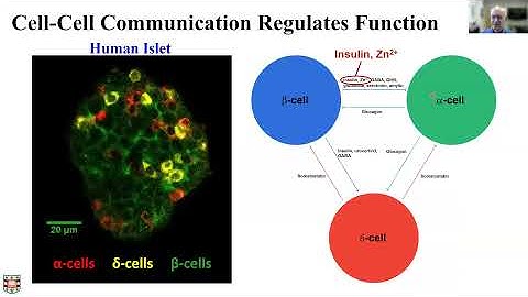 2021 Beckman Symposium Light-Sheet Microscopy and Data Science Presentation by David W. Piston, PhD