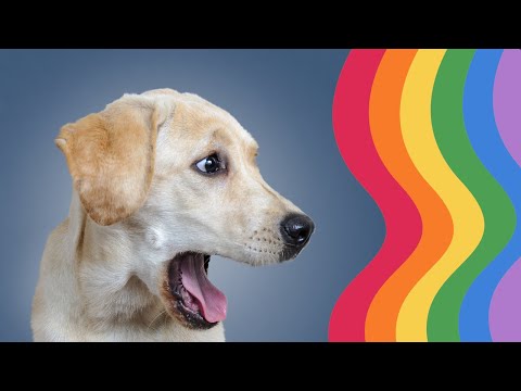 How Dogs See The World: Understanding Their Vision
