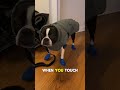 5 Signs Your Dog Is Not Comfortable 😬🐶