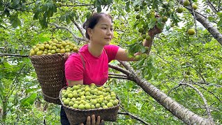 Harvest Apricot Fruit Goes to the market sell, Help PRIMITIVE SKILLS banana plantation | Hoàng Hương