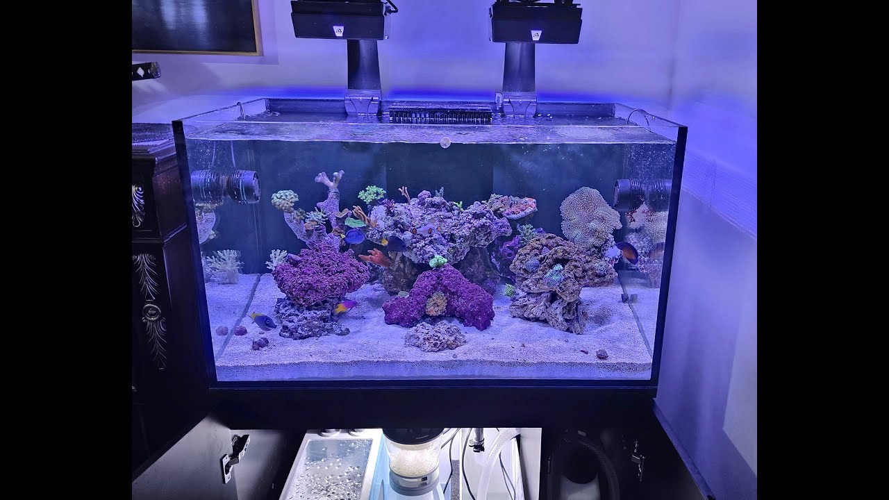 The Eshopps Mariner 70 - Quick Aquscape Closeup Tour. Newly Setup