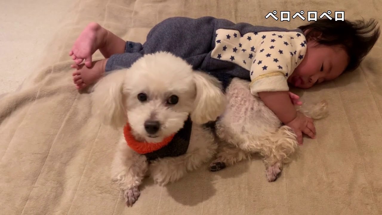 「赤ちゃんと犬」犬のしっぽを食べる赤ちゃん YouTube