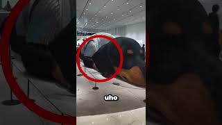 Tržni centar koji niko nije mogao opljačkati zbog ovog psa#viral #zanimljivo #foryou