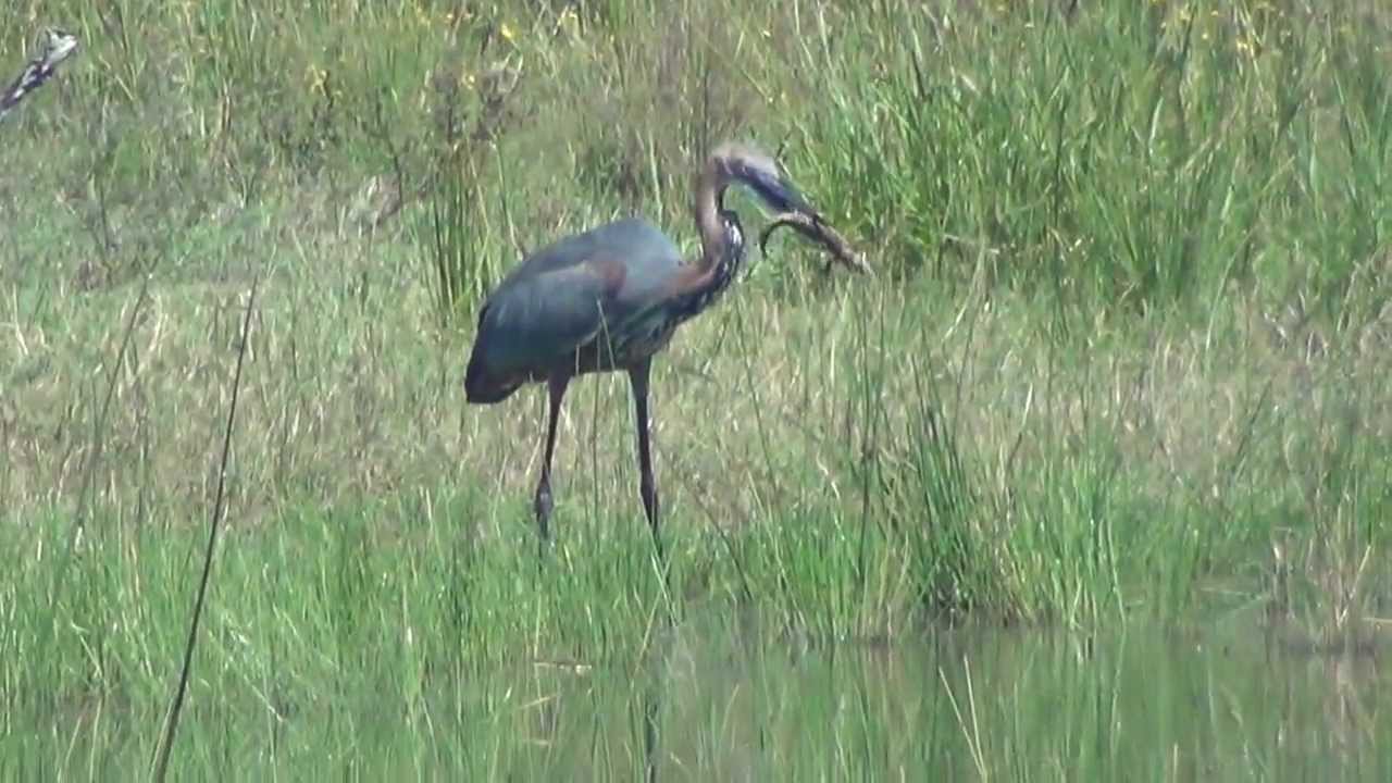 Goliath Heron Eats Croc 