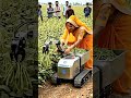 Is machine ne to farmers ka kaam aasan kar diya! 🚜🥦 #technology