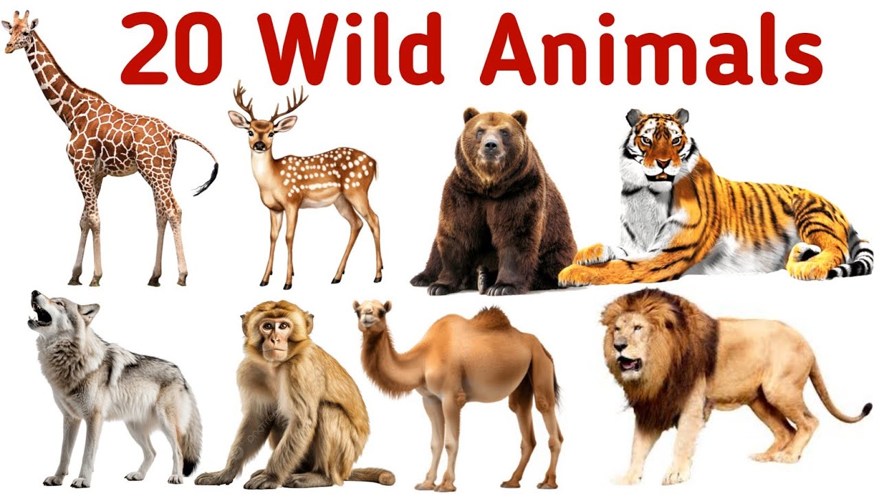 20 Wild Animals Name in English and Hindi with picture | Animals name ...