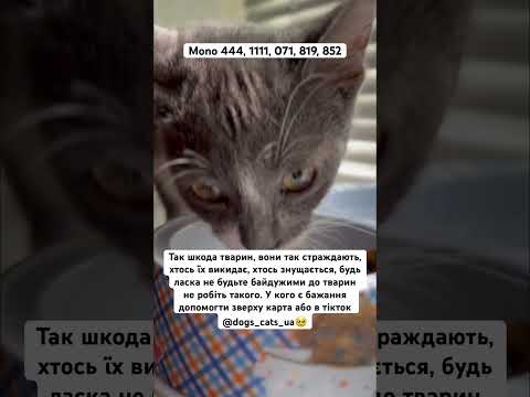 Допомога.. #рекомендації #україна #тваринки #кошенята #животные #любовь #котики #семья #живойзвук