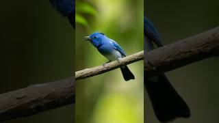 The Blue Monarch Bird in the Wild #4KNatureVideo #ytshorts #bird #naturebeauty
