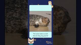 How Do Seals Stay Warm in Icy Water? | Nisa's Magic Library #shorts