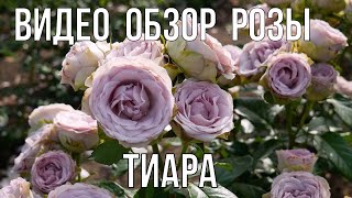 Видео обзор розы Тиара (Чайно гибридная) - Tiara ( Ruiter Innovations, Нидерланды, 2018)