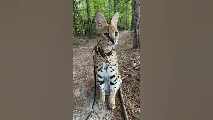 Watch the video about Cat walking the owner #serval #cat #shorts