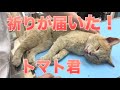 【55】どうか生きて…事故後２４時間の危険な状態を脱した強い保護猫トマト君☆幼い三毛子猫は１匹で暴風雨を生き抜き保護、幸せを掴みました！