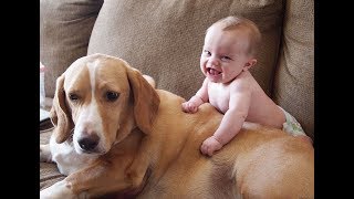 اطفال يضحكون مع كلاب Kids laugh with dogs