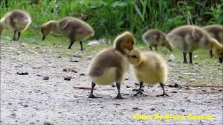 The Gosling Bully by Bruce Causier 691 views 6 years ago 22 seconds