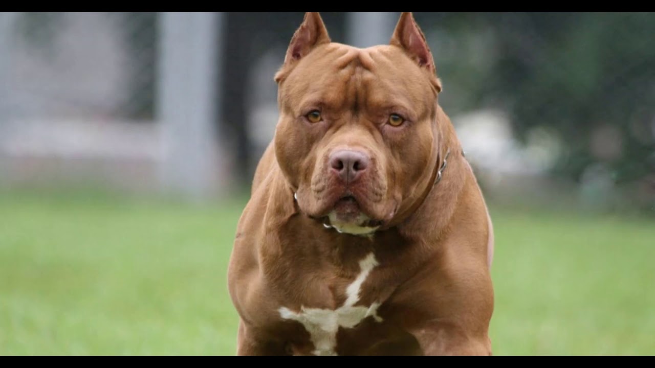 Pitbull bravo latindo Clearance