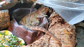 Beardie Saying She Wants To Soak