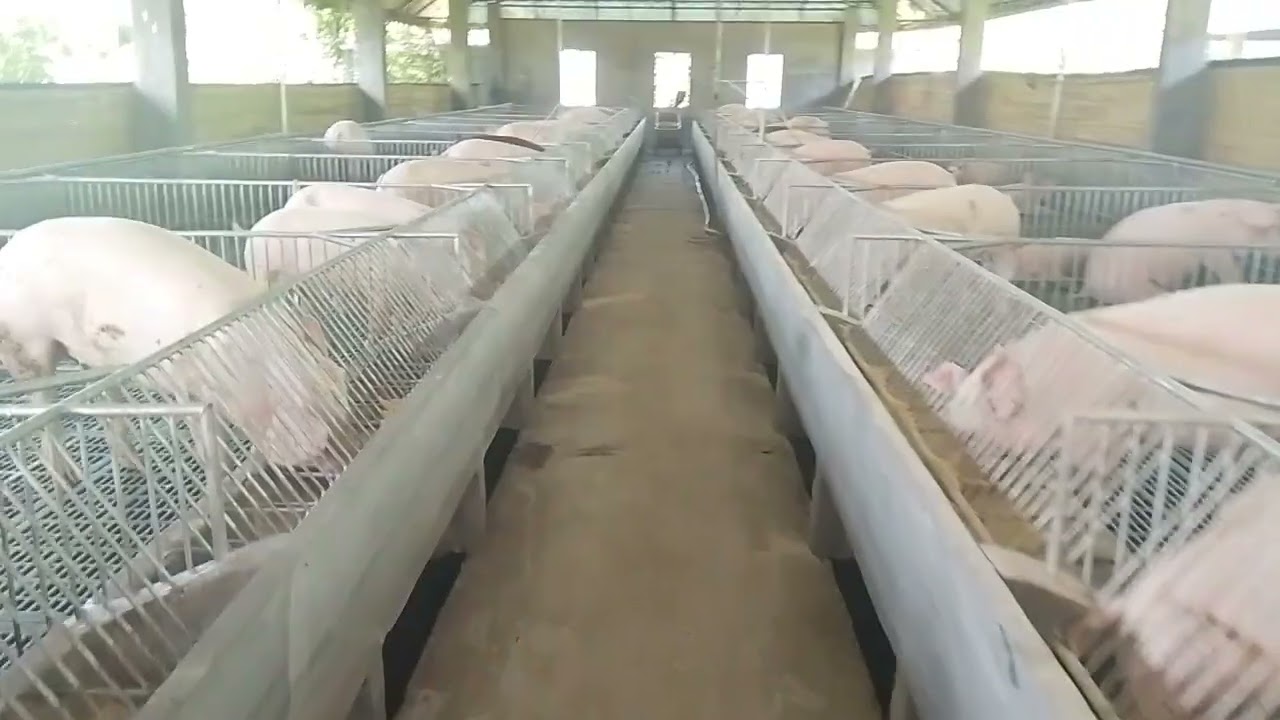 Welcome too my minivlog pwede na ma lechon 😊🥰 #routinevlog  #farmerslife 