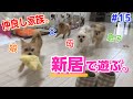 【犬まみれ】引っ越し直後！新しい日常。楽しくいこう😊【ミックス犬】