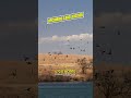 Ducks Explode Off 15 Acre Lake | Kansas Land Auction Teaser 🦆