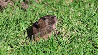 Botta's pocket gopher