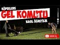 Köpeklere Gel Komutu Nasıl Öğretilir?