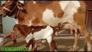 Ablik cow & Baby for sale by javeed sab