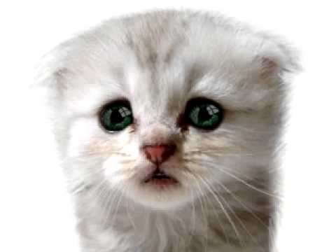 cAT FACE 