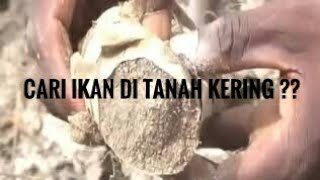 Cari Ikan di Tanah Kering