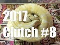 2017 Ball Python Clutch #8