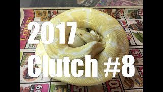 2017 Ball Python Clutch #8