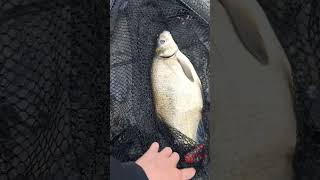 Greatfish 4.5lbs#fishing #canal #carp #river #carpfishing #ruralfishing #fish #carprigs #monstercarp